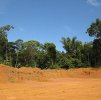 Der Tabakanbau gefährdet den Tropenwald