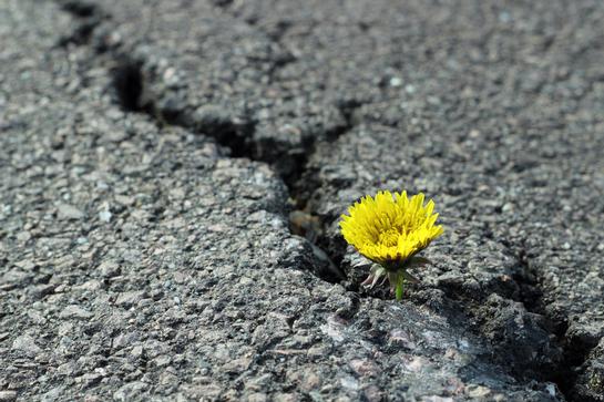 Perspektiven im Krisenfall Perspektiven im Krisenfall